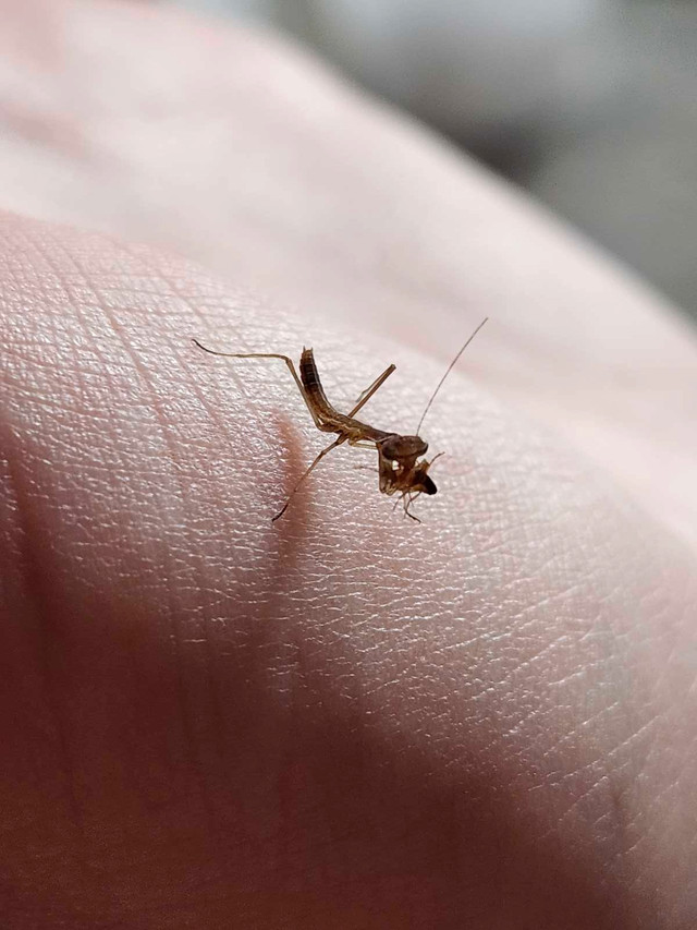 Praying Mantis babies in Small Animals for Rehoming in St. Catharines - Image 3