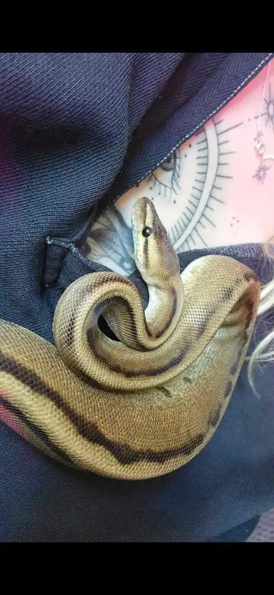Male ball python, View more