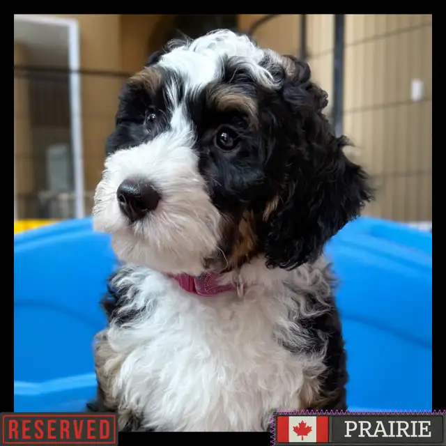 Guardian Home Wanted: Love a Bernedoodle, We Cover the Rest! in Dogs & Puppies for Rehoming in Markham / York Region - Image 2