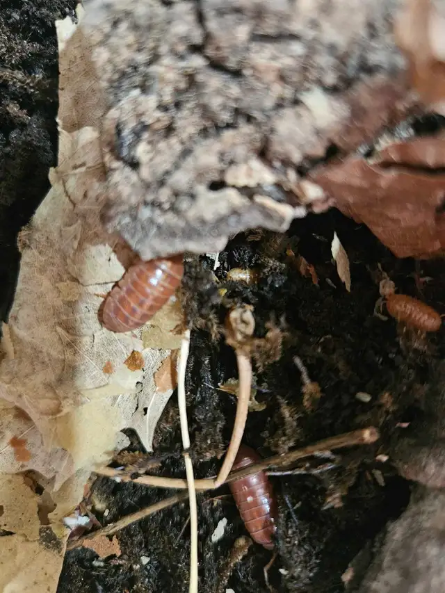 Assorted isopods and springtails | Reptiles & Amphibians for Rehoming ...