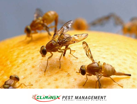 AFFORDABLE 24/7 PEST CONTROL!565170169038120967