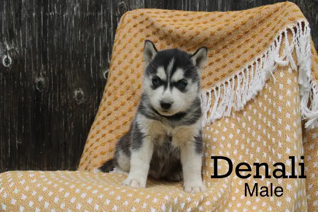 Siberian Husky Puppies! in Dogs & Puppies for Rehoming in Thunder Bay - Image 5
