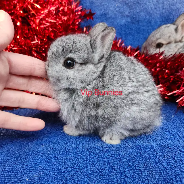 EXTRAORDINARY NETHERLAND DWARF, HOLLAND LOP,  ANGORA BUNNIES in Small Animals for Rehoming in North Bay - Image 9