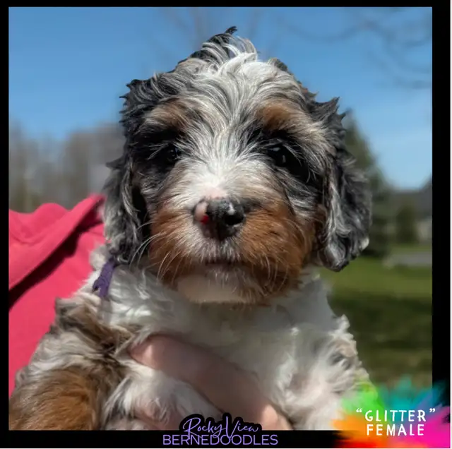 Mini-Bernedoodle Puppy Available in Dogs & Puppies for Rehoming in Markham / York Region - Image 3