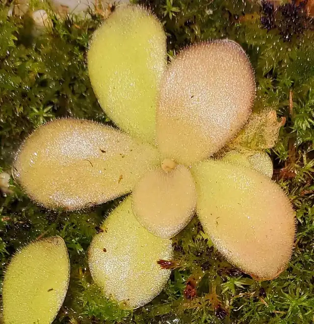 Pinguicula Gigantea Red butterwort carnivorous plant in Plants, Fertilizer & Soil in City of Toronto - Image 3