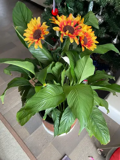 Beautiful plant for sale, View more