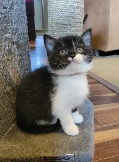 These adorable Bicolor Tuxedo Kittens are the last ones of the litter not yet reserved. There are 2...