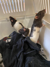 Adorable female rat trio need loving home