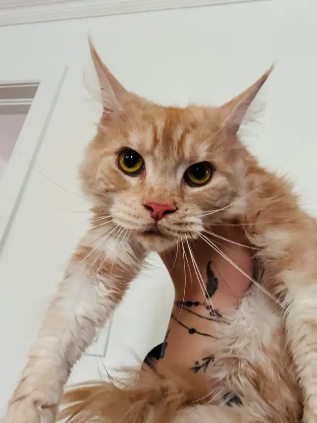 Maine Coon in Cats & Kittens for Rehoming in Saint-Hyacinthe - Image 8