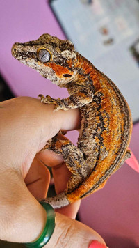 Adult female gargoyle gecko