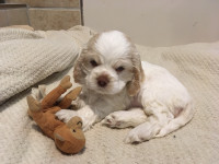 American Cocker Spaniel 