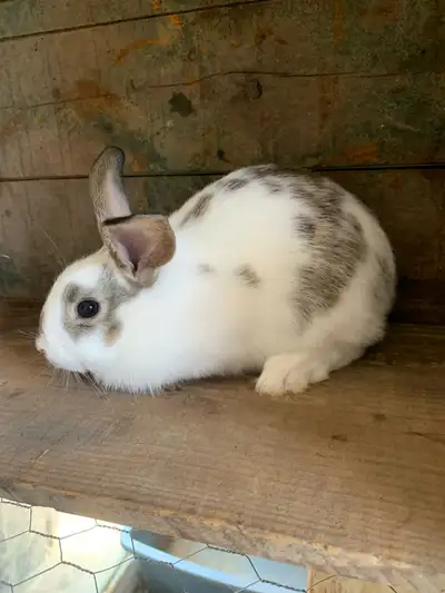 bébé lapin, View more