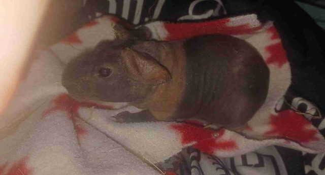 Female skinny pig 2 months old. in Small Animals for Rehoming in Edmonton
