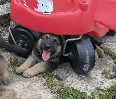 We have a litter of 5 Czech CKC Registered Working Line German Shepherd Puppies looking for their Fo...