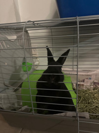 Pet dorve bunny rabbit female all black for sale 