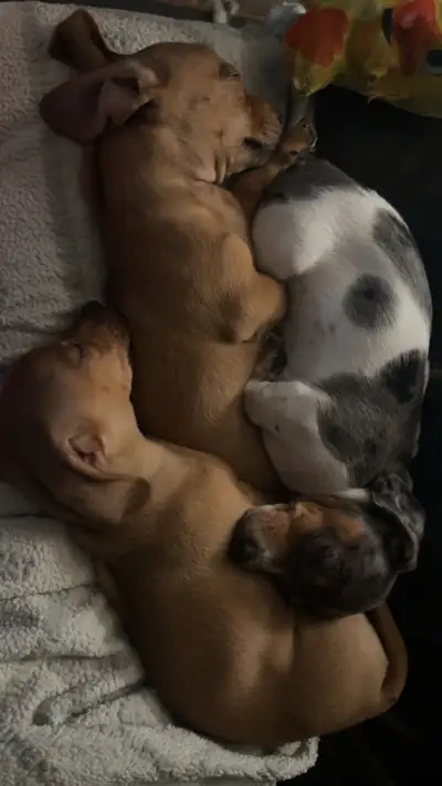 chi-weenies ready for their forever homes, View more