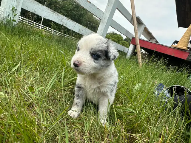 Chiot Border Collie in Dogs & Puppies for Rehoming in Trois-Rivières - Image 8