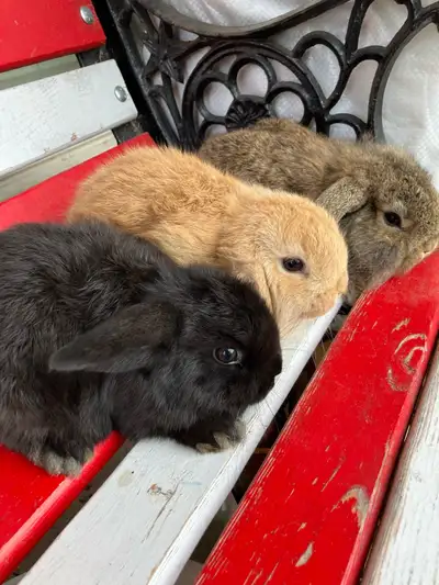 Cute baby bunny rabbits, View more