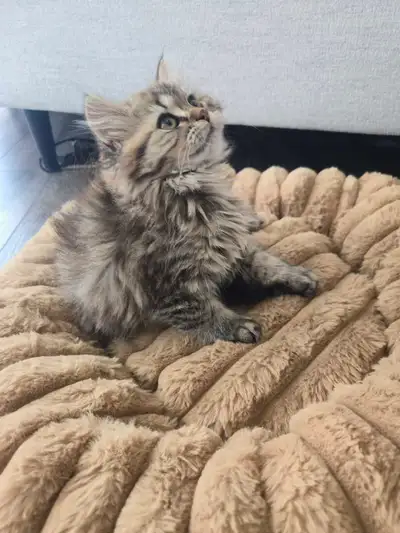 Adorable Longhair British/Shorthair British Mix Kitten, View more
