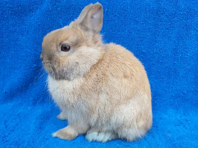 Bébé lapin blanc yeux bleus tête de lion nain *. Blue eyed bunny in Small Animals for Rehoming in City of Montréal - Image 10