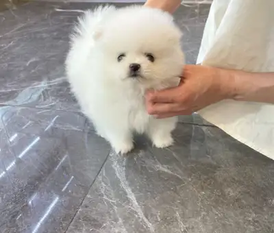 Little Pomeranian Puppies, View more