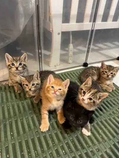 KITTENS available for rehoming, View more