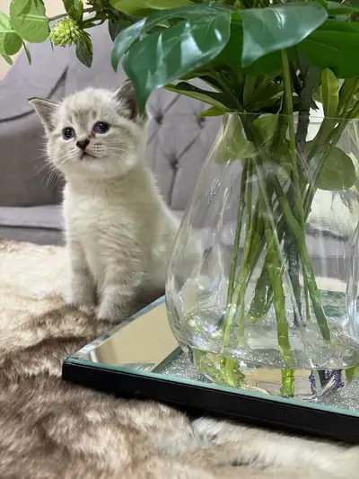 White n grey blue eyes beautiful girl kitten. Persian n tabby. Jan 30. She is so adorable you will n...