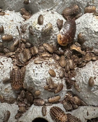 Legal Roach Feeder Wholesale 