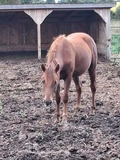 2-year-old Quarter Horse stud colt  , View more