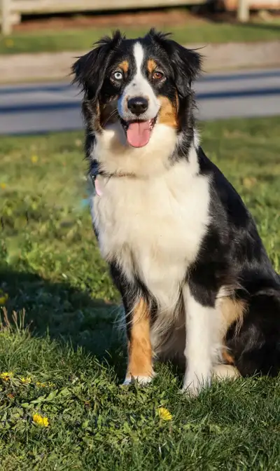 Australian Shepherd, View more