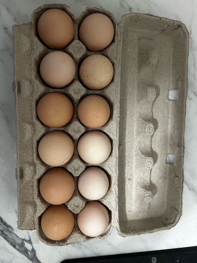 Hatching Eggs - Rare Dual Purpose Breed in Livestock in Stratford
