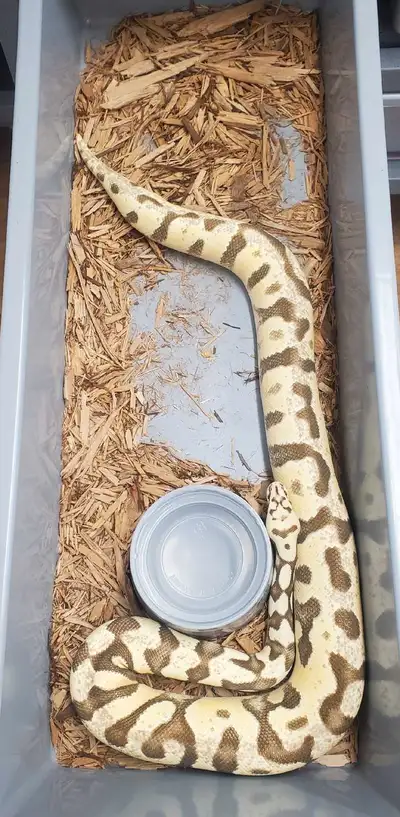 Adult Female Ball Python, View more