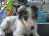 Colley /Collie( Harlequin ) Blanc Style Lassie pure  Race Enr.
