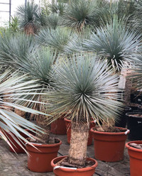 Blue Yucca Rostrata