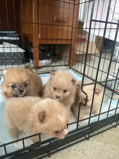 Tiny Cream Pomeranian Puppies  for Their Forever Home, View more