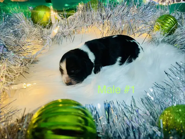 Sprocker puppies in Dogs & Puppies for Rehoming in Moose Jaw - Image 7