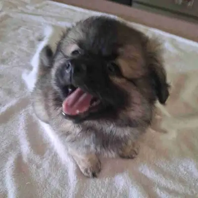 Pomeranian/Shitzu Cross Puppies, View more
