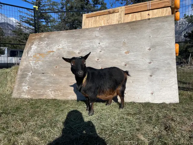 Nigerian Goat in Livestock in Hope / Kent - Image 5