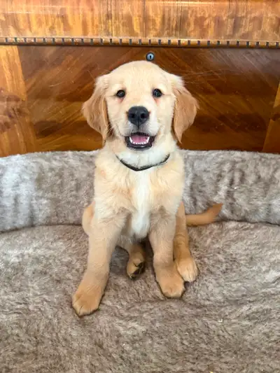 Purebred Male Golden Retriever puppies, View more