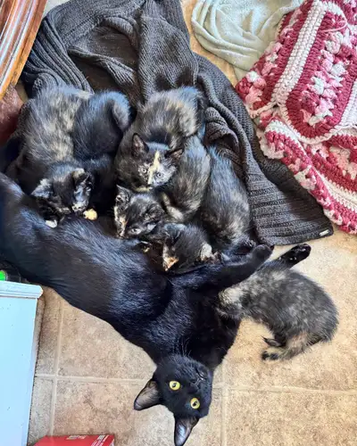 Kittens ready for new homes, View more