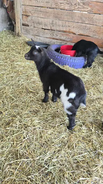 Last little buckling available!, View more
