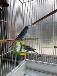 Birds female and male 8 months old 
