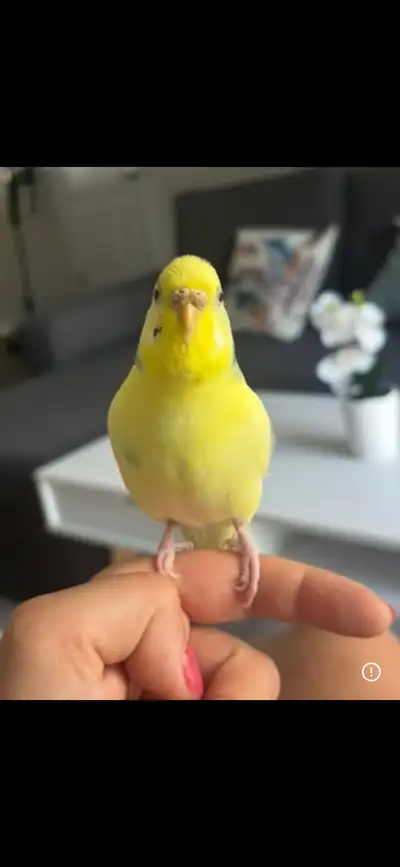 Lost budgie - please help , View more
