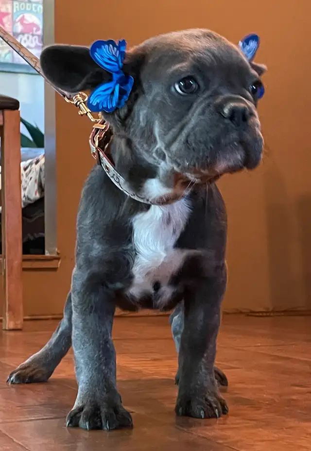 French Bulldog Puppy Blue Fluffy in Dogs & Puppies for Rehoming in Edmonton - Image 9
