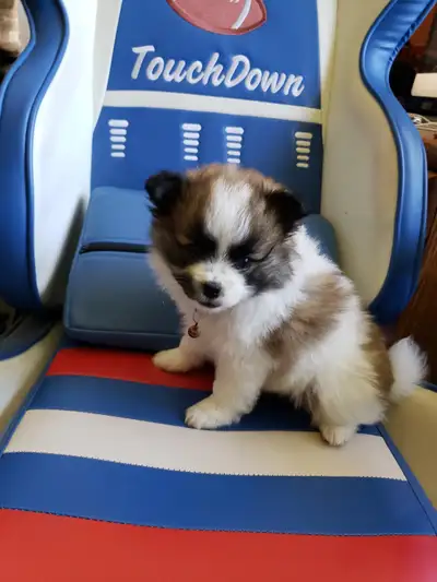 puppies for rehome, View more