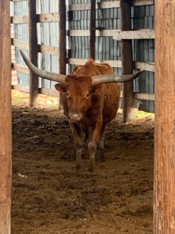 Longhorn cattle in Livestock in Sault Ste. Marie