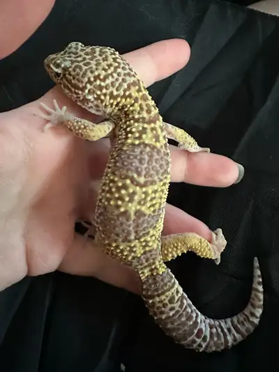Leopard gecko 1-2 years old. I think it’s a female. Gecko only, no supplies.