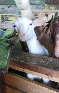 Alpine doe goat for sale
