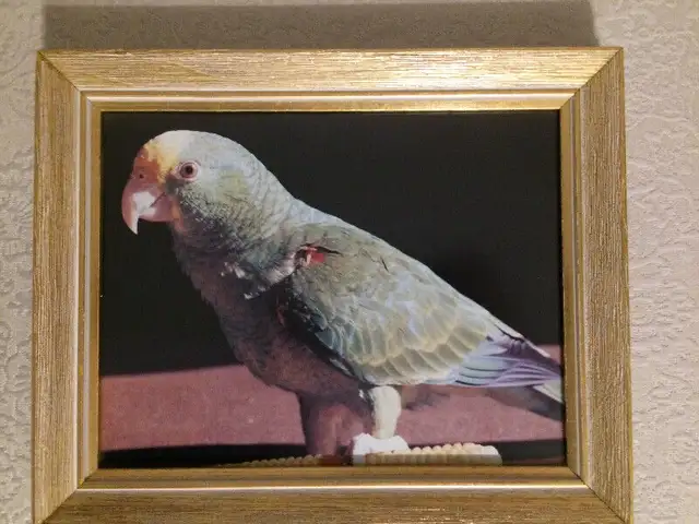 Bird Art in Arts & Collectibles in Calgary - Image 2