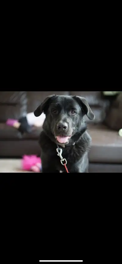 2 year old dog for rehome, View more